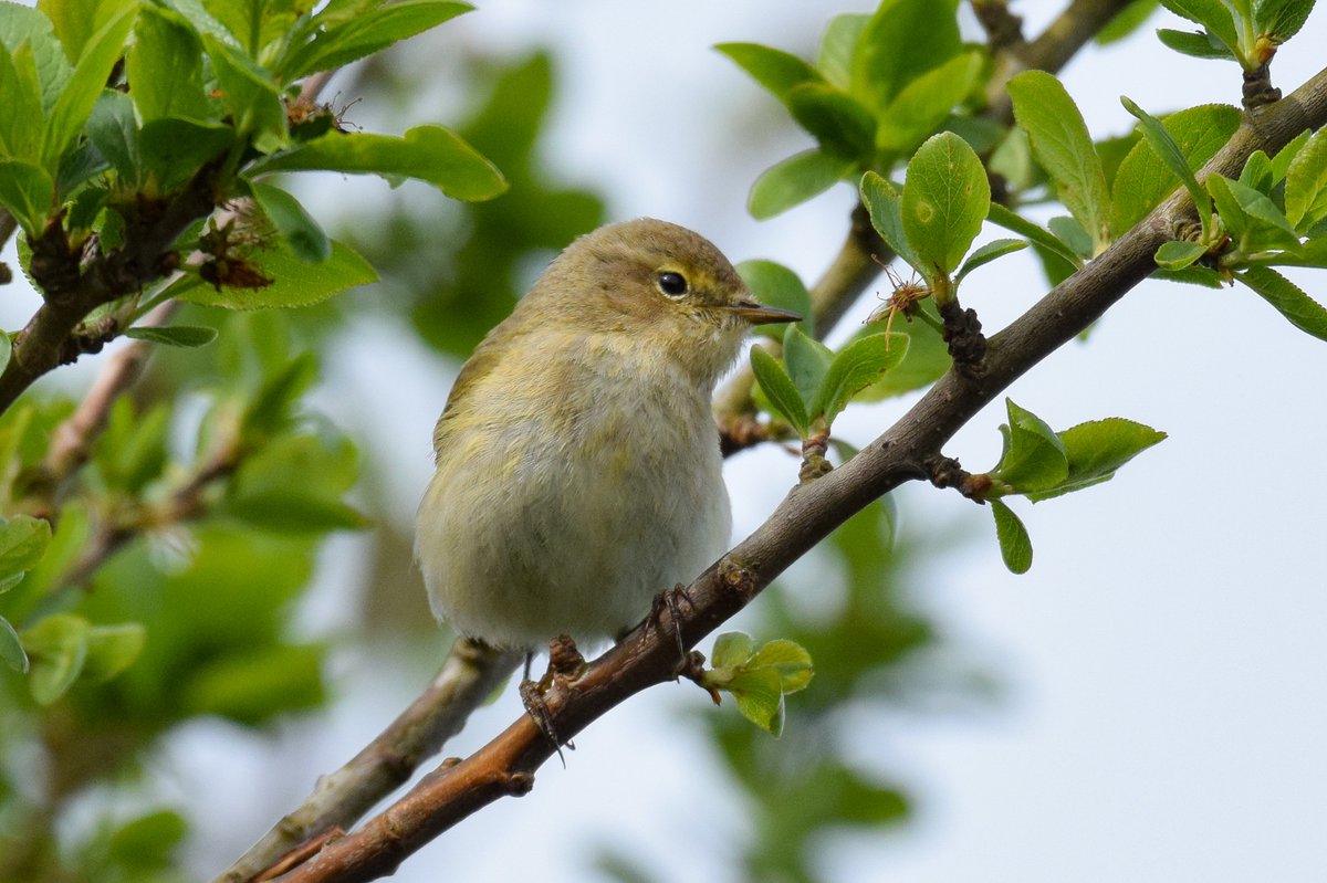 Perfectly poised Chiffchaff!
#TwitterNatureCommunity