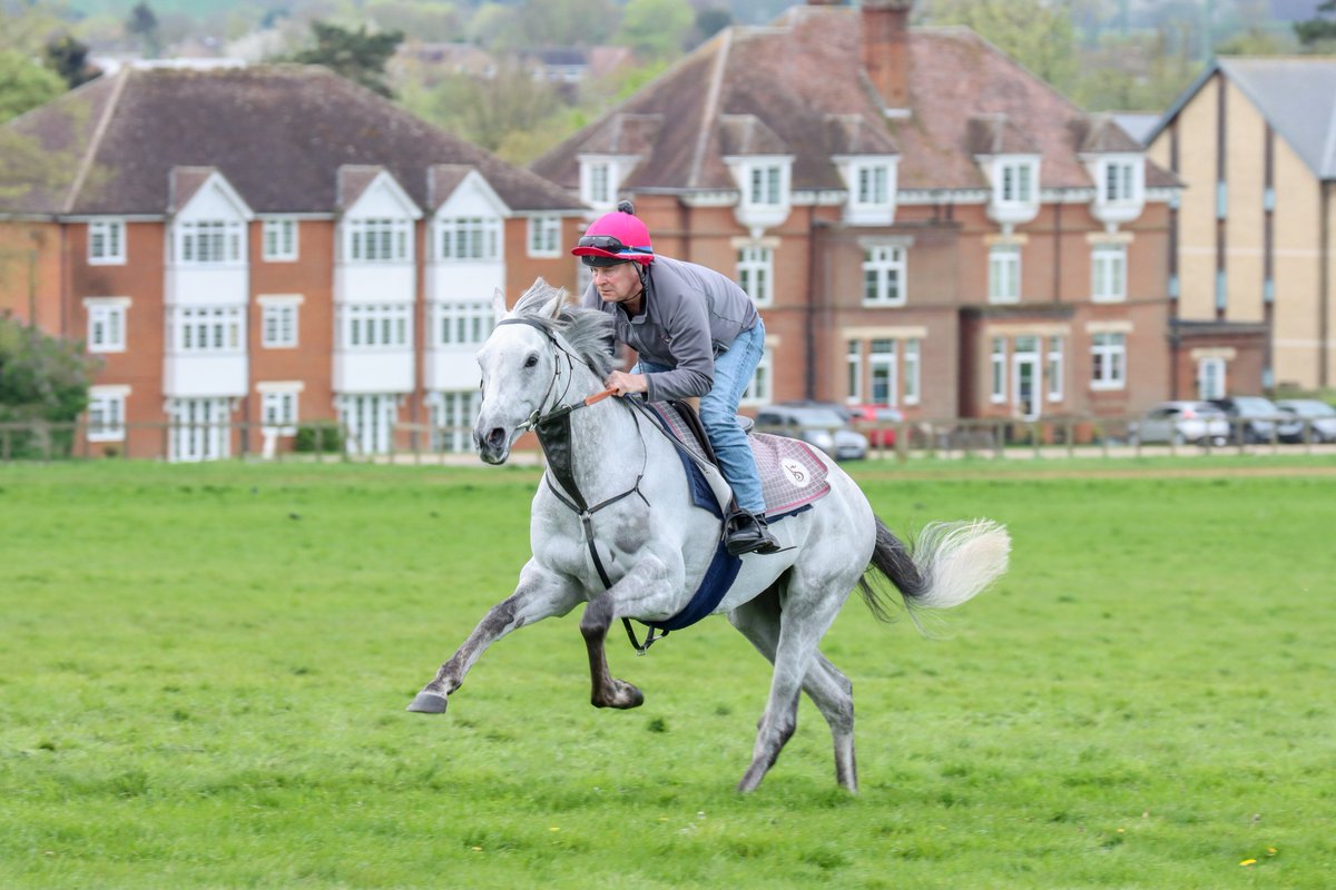 We were delighted to welcome members of the @newsellspark racing syndicates to #VarianStable yesterday 👋 Pictured are syndicate horses Condor Pasa and Shadow Dance enjoyed a leg stretch up the grass 📸