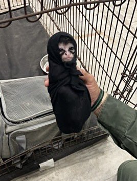 Three little monkeys, one big checkpoint!🐒 Border Patrol agents at the Falfurrias Checkpoint foil an unexpected monkey business! Agents intercepted a vehicle attempting to smuggle 3 spider monkeys. All 3 monkeys are now safe thanks to all the #RGV Agents involved #MonkeyBusiness