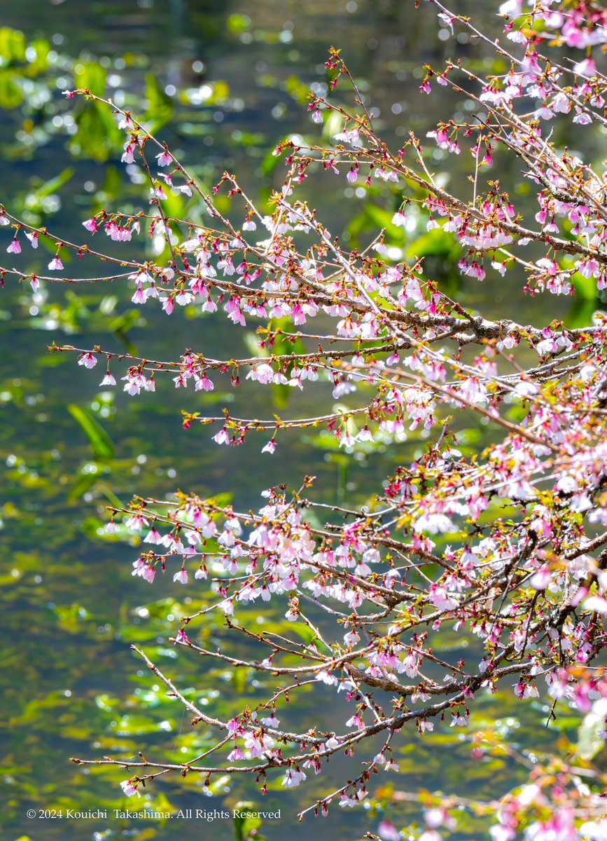 豆桜 マメサクラ「別名：富士桜」✨ 本州中部のフォッサマグナ地域に分布 富士山を中心とした火山地域に誕生した 日本固有種でパワースポットに生息🍀 #NaturePhotography #桜