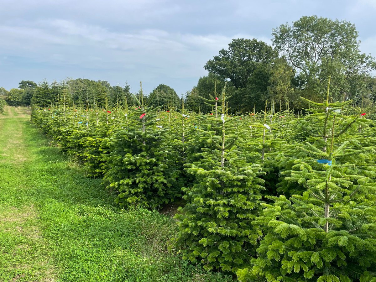 Join us for talks, tours & lunch at @HolePark for our #Kent summer social and AGM. Guests will be able board trailers to look at recent agro-forestry and Christmas tree plantations. Book: members.cla.org.uk/MY-CLA/Events/… Supported by @birkettsllp @ForestryComm @Chavereys #CLA @CLAtweets