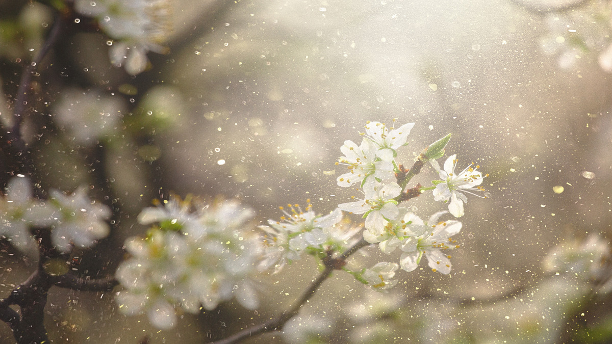 Spring is here and so is the beginning of pollen season! As you plan to travel, it is always good to know the air quality forecast before you go. bit.ly/3vYnfmI