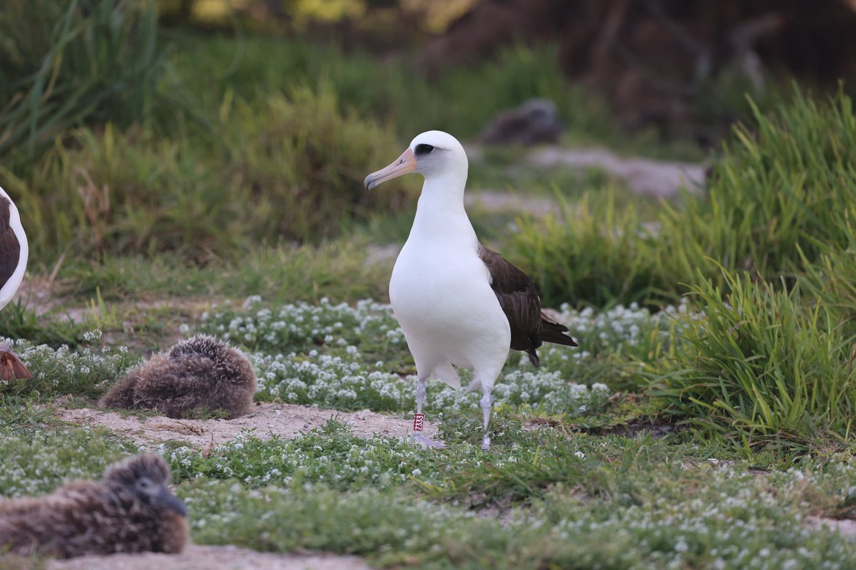 Each year, millions of seabirds return to Midway Atoll National Wildlife Refuge in the North Pacific Ocean to nest and raise their young. Wisdom, with her well-known band number of Z333, has been doing this since the Eisenhower administration.