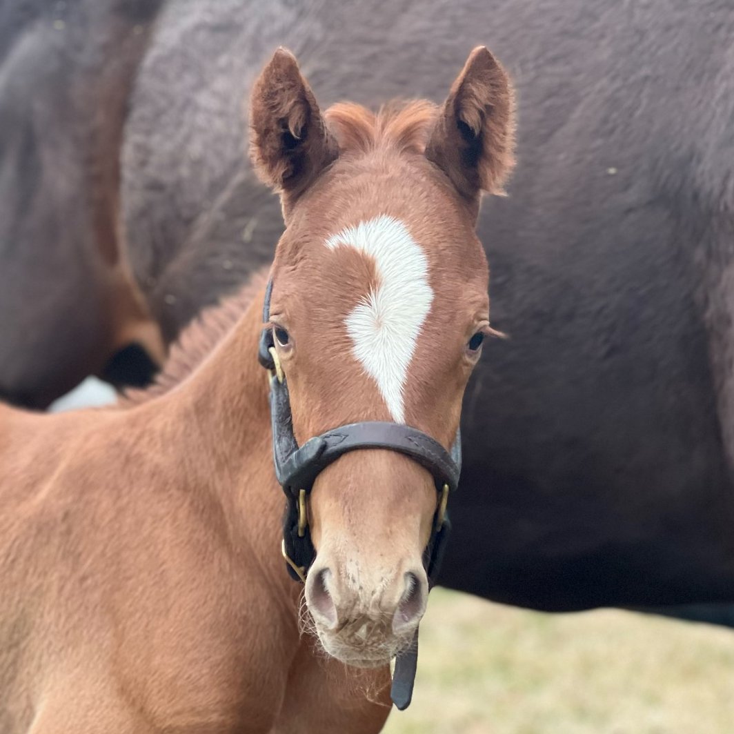 💛#FoalFriday | @ClaiborneFarm's NAPLES LADY (Ghostzapper) recently foaled a colt by @WinStarFarm's CONSTITUTION (Tapit). Any name suggestions? The dam is a half to Indian Miss, producer of champion sprinter and sire Mitole and grade 1-winning sire Hot Rod Charlie.