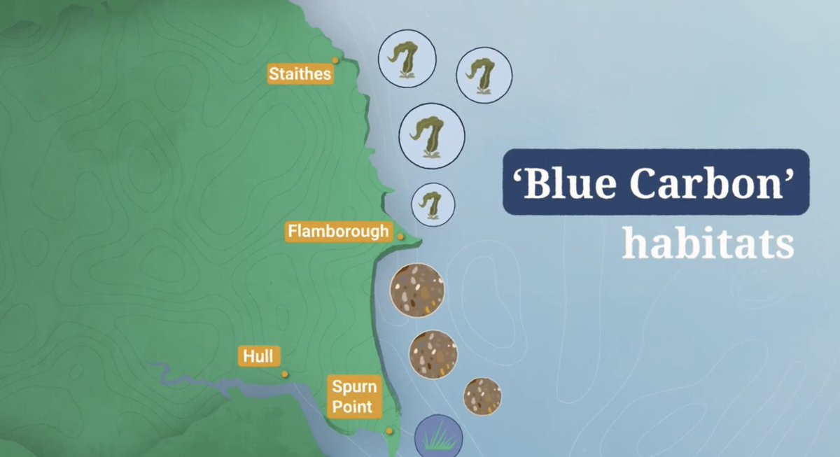 We are proud to support the Yorkshire Marine Nature Partnership to develop a marine nature recovery strategy for the Yorkshire coast and engage the public of the connected benefits. Watch more here → 🐟 Shoal: youtube.com/watch?v=8rY43N… 🌱 Blue Carbon: youtube.com/watch?v=mPwTq9…