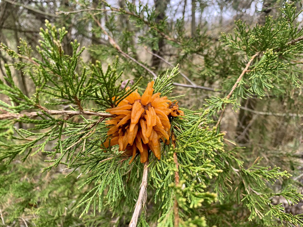 anushaadahal's tweet photo. Cedar Apple Rust https://t.co/G3vekWuKmQ