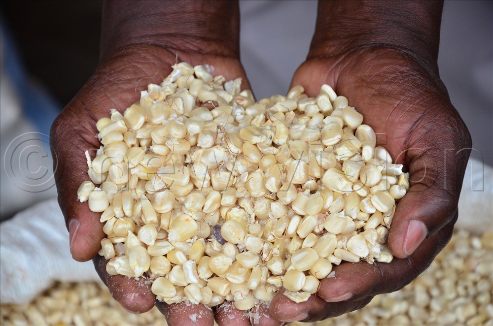 What are the common maize varieties?

DETAILS 👇🏽 #VisionUpdates  | #HarvestMoney

harvestmoney.co.ug/what-are-the-c…