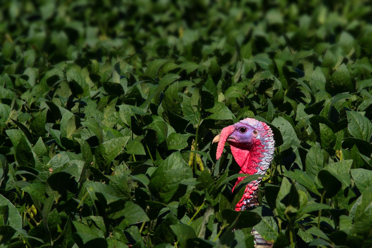 Planting a food plot doesn't have to be complicated. Get started with our DIY tips on creating your own food plots 👇 bit.ly/3JbAeEZ 📷 Jeremy Madea