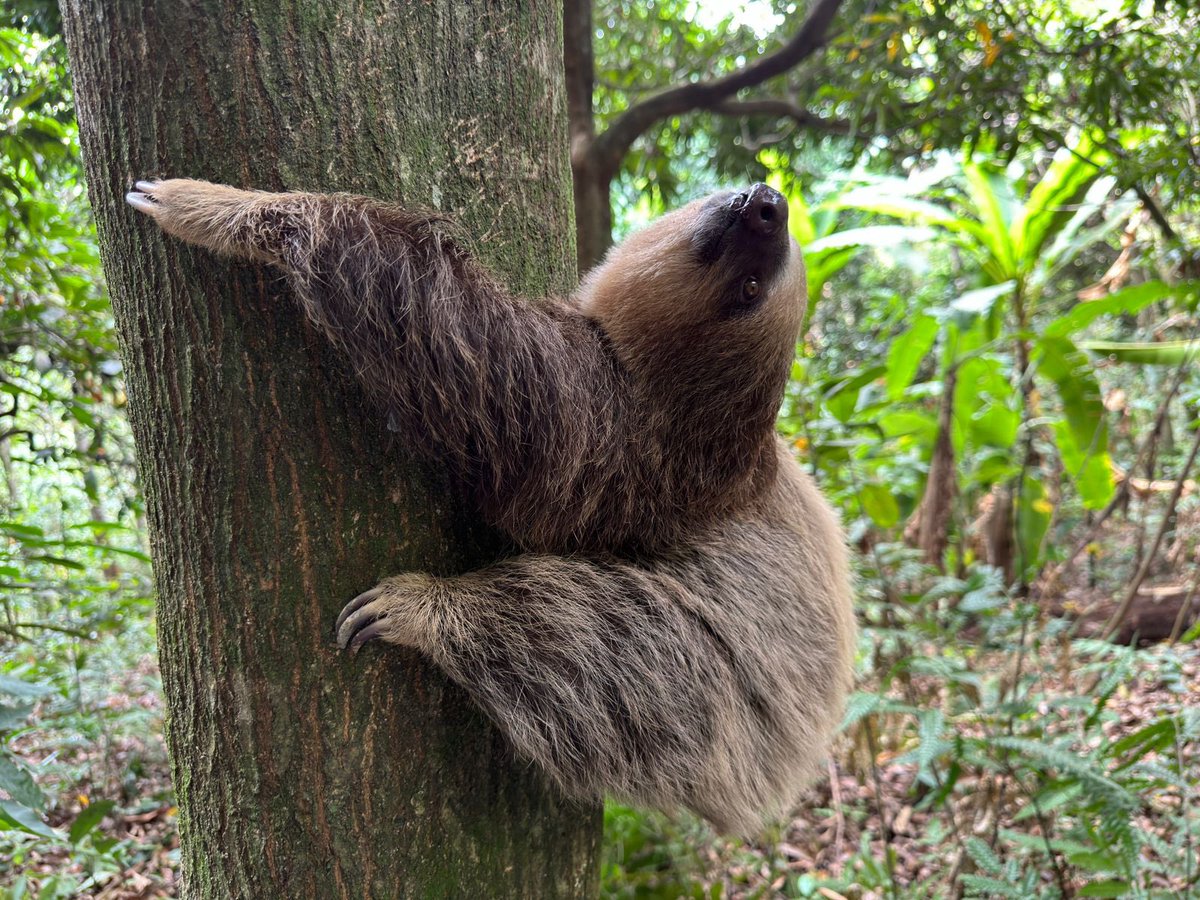 Que lindo ver a los animales volver a su hábitat …Gracias a la CAR por hacer posible que retornen a la naturaleza de donde nunca debieron ser sacados …@Alfred_Balle