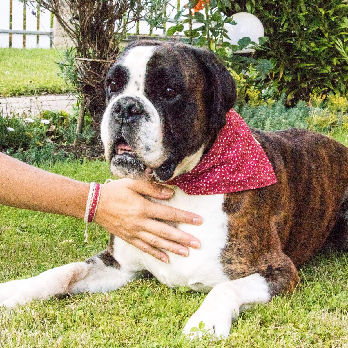 Elevate your pup's style and your bond with Pettsie's adorable dog collar with a bandana, paired with a matching friendship bracelet for you! 🐾💕 Because every adventure is better with a stylish companion by your side.

#pettsie #dogcollarbowtie #dogbandana #dogcollars