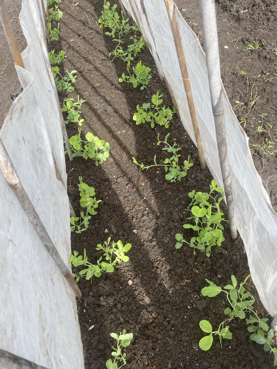 Been a busy day on the allotment accompanied by ⁦@theJeremyVine⁩ . We thinned out the parsnips, planted the sweet peas and put a frame around the carrot bed. Spring has finally sprung 😄