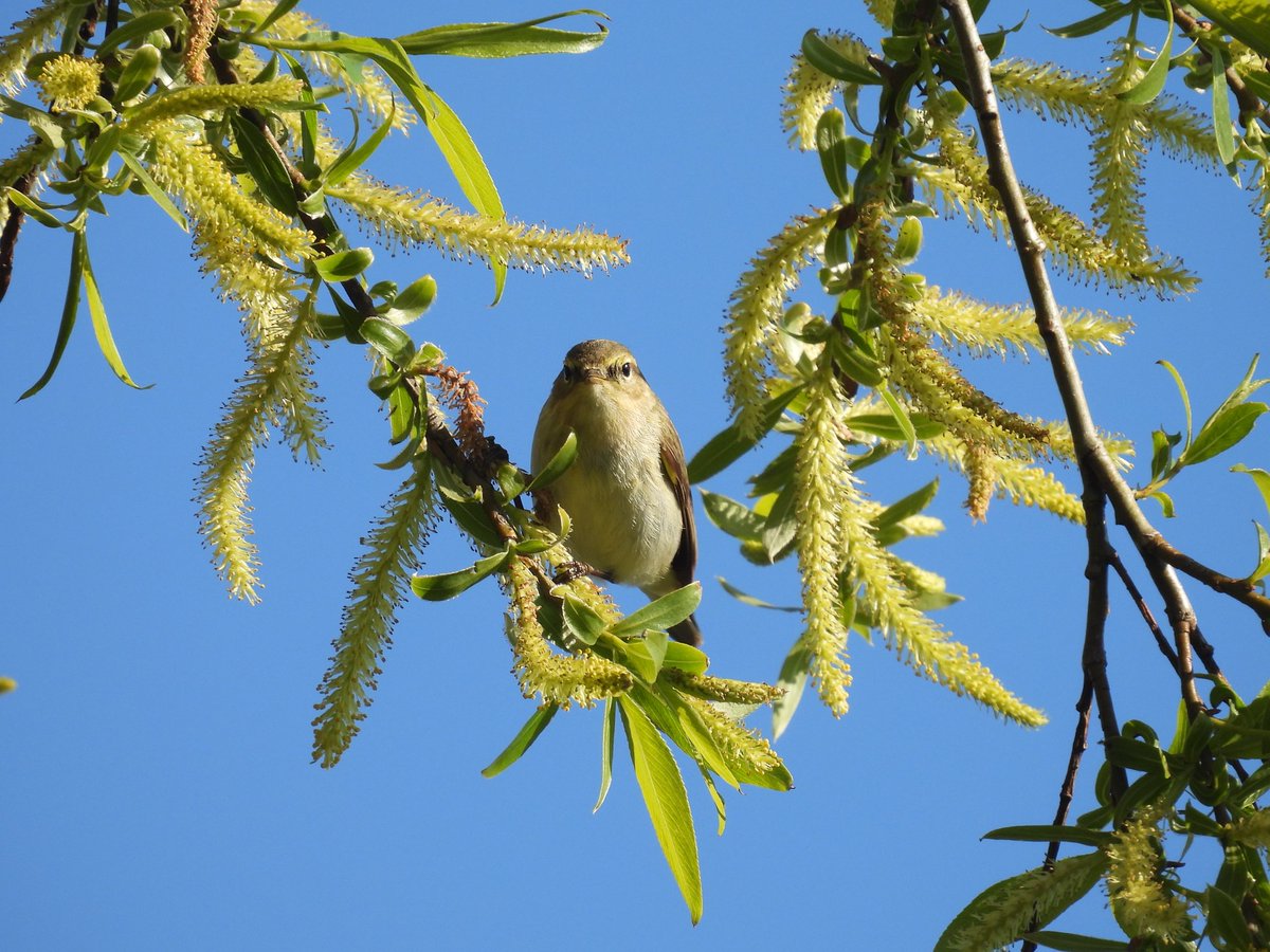 Chiffchaff