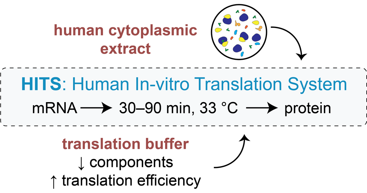 We have optimized a human in-vitro translation system (HITS) for use in #ribosome research Our HITS: 🧪requires a minimal number of components 💵is cheap & easy to prepare 💡enables cap-dependent translation 📈is highly active online now: bit.ly/49xTdVa @CellRepMethods