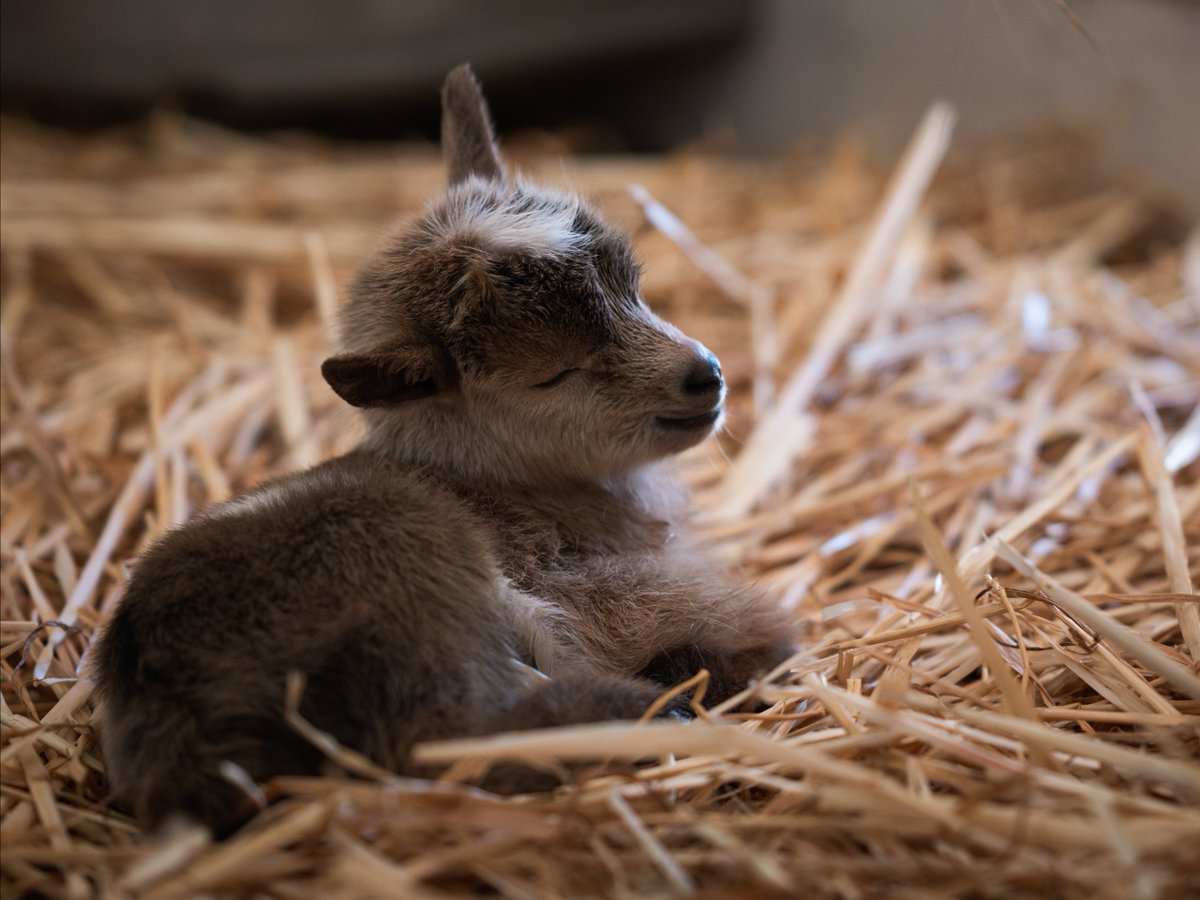 LAST CHANCE - Help name the Zoo's baby goats! 🐐 Our keepers have selected names/themes to choose from and you can vote for your favorite at phoenixzoo.org/goat-vote/ from now until the end of the day (April 12). The winning names will be announced on Monday, April 15.
