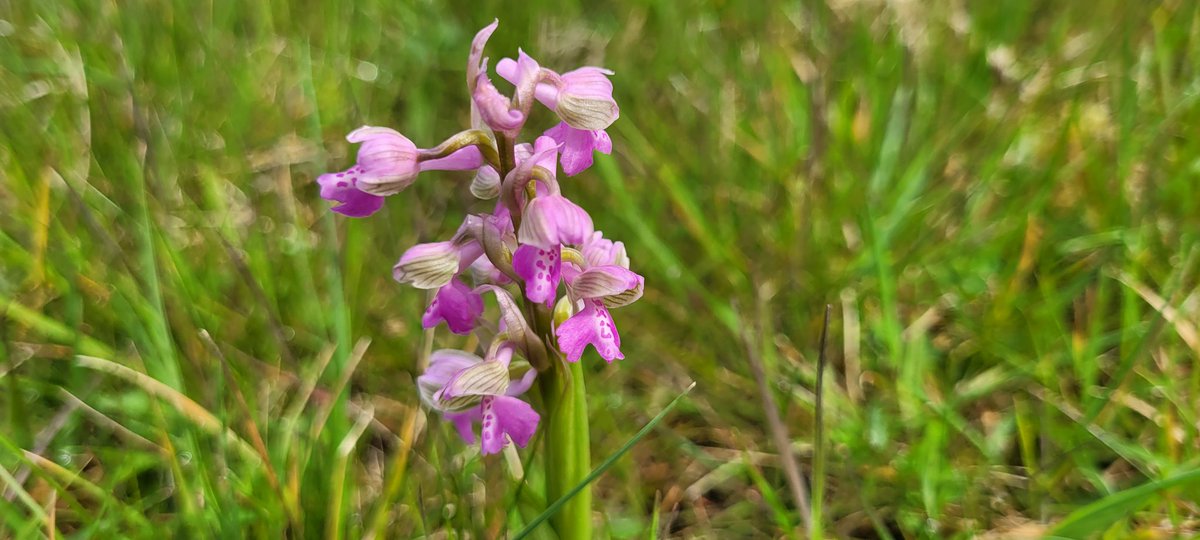 About 300 GWO out at Melrose farm meadows, Worcestershire..@ukorchids