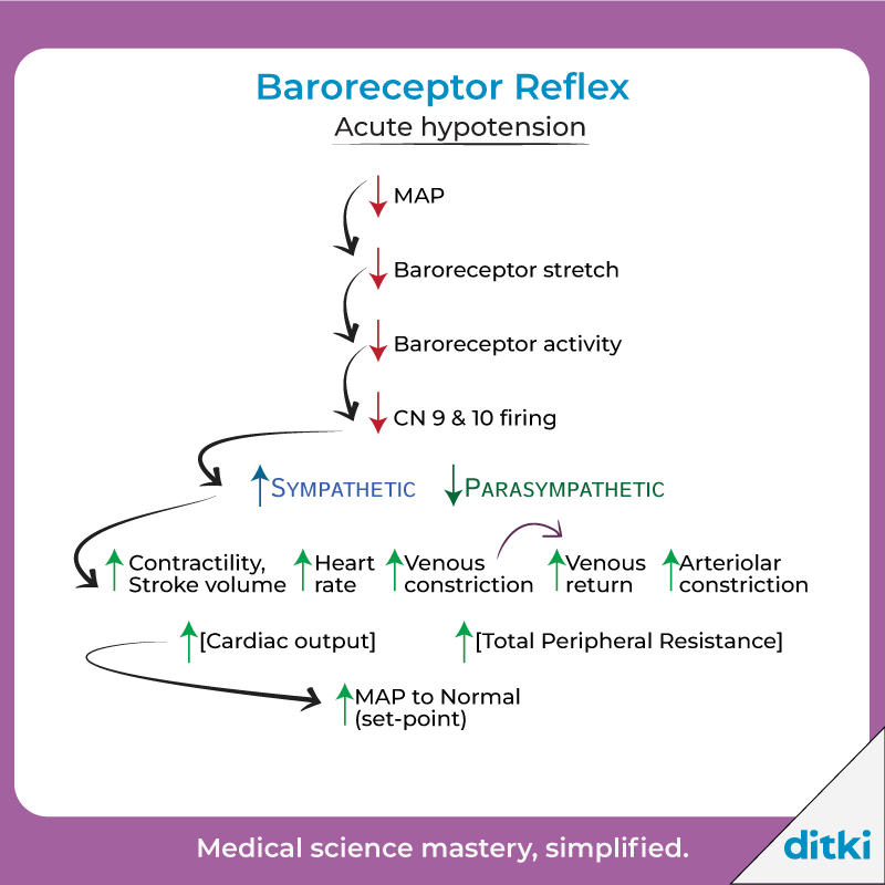 The body's response to acute hypotension protects against organ ischemia - what drugs also help with this? Learn more: l8r.it/z0eO #ditki #usmle #meded #medschool #medstudent #physiology #baroreceptor #hypotension #nursing #physicianassistant #medicine #nurse #mcat