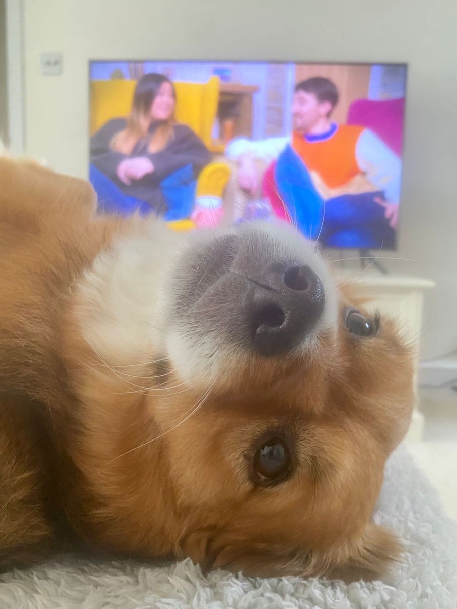 Rescue pup Fred is going to be watching @C4Gogglebox tonight for a special feature on his favourite animal welfare charity! 📺 Tune in on @Channel4 at 9pm to see what we've been up to 👀