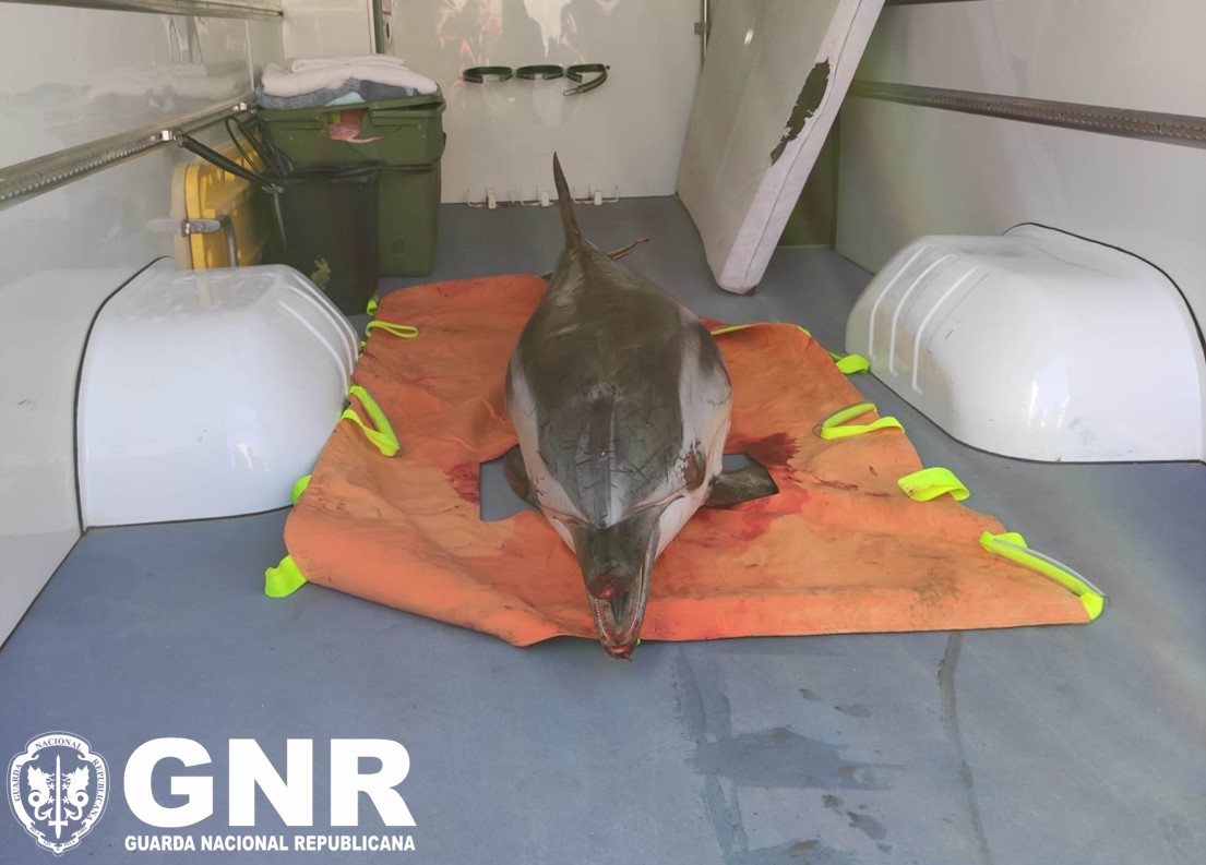 Os militares da Unidade de Controlo Costeiro e de Fronteiras (UCCF), em colaboração com elementos do Centro de Reabilitação de Animais Marinhos, resgataram um cetáceo gravemente ferido, localizado nas pedras do molhe norte da Barra de Aveiro shorturl.at/kpCP8