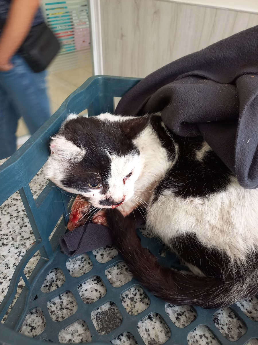 by_delice's tweet photo. #acil Arac carpmis yol ortasindan aldim. Veterinere getirdim. Damak kotu bir sekilde yarilmis gozlerinden kan geliyor. Igne yapildi rontgenler cekilecek. Neyi var neyi yok bilmiyorum kotu durumda. #adiyaman nobel veteriner kliniginde. Klinik destegi rica edecegim. https://t.co/Rx1qrwxhSg
