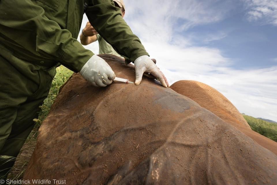 An unfortunate injury, right on the rump, left this male elephant in a tight spot: if he was to avoid sepsis & live to sire more calves, he needed treatment, fast. In a chain reaction, our pilot spotted him on a routine patrol, precipitating an emergency operation help him:…