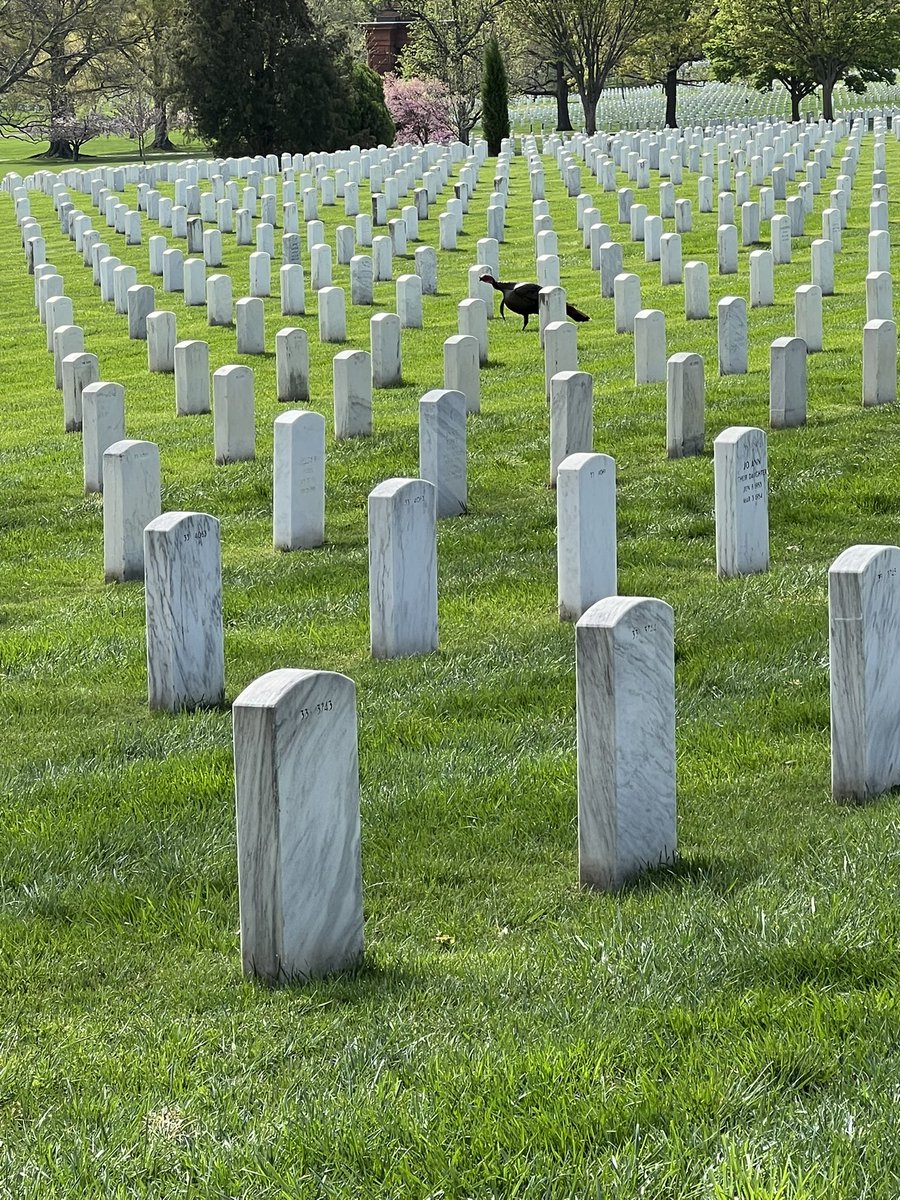 @wiscobirder Wild Turkey at Arlington National Cemetary, today