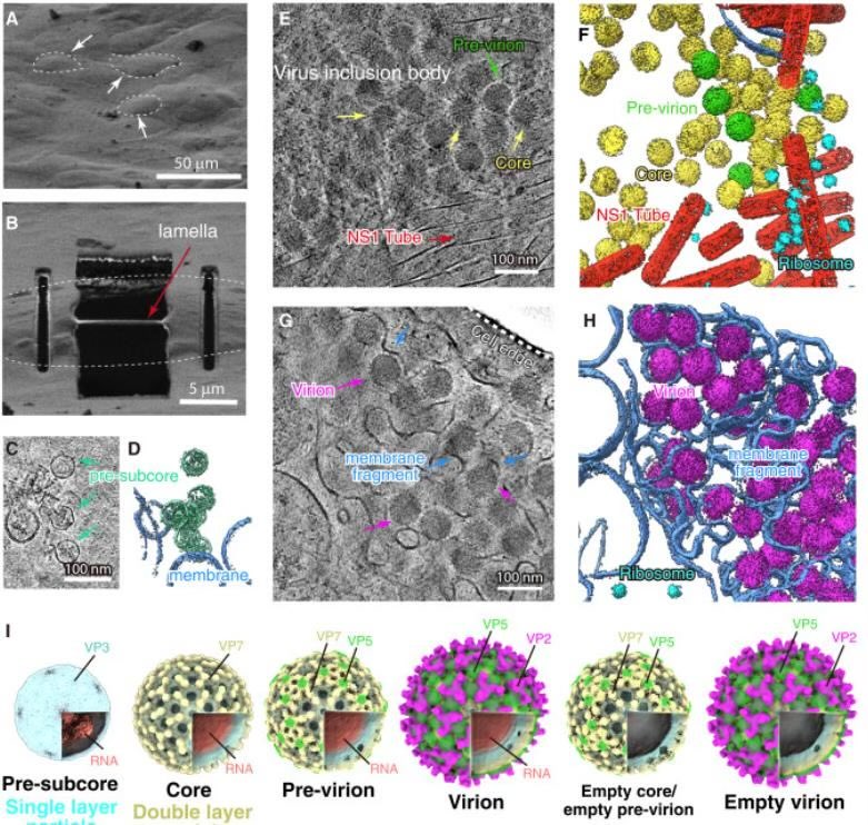 Excited to share our latest work in @CellCellPress on how bluetongue virus packages its RNA & assembles its capsid inside host cells! Using #cryoET & #cryoEM, we've visualized this process with 11 structures. Great collab w @gonenlab @zhou_lab 🦠🔬 cell.com/cell/abstract/…
