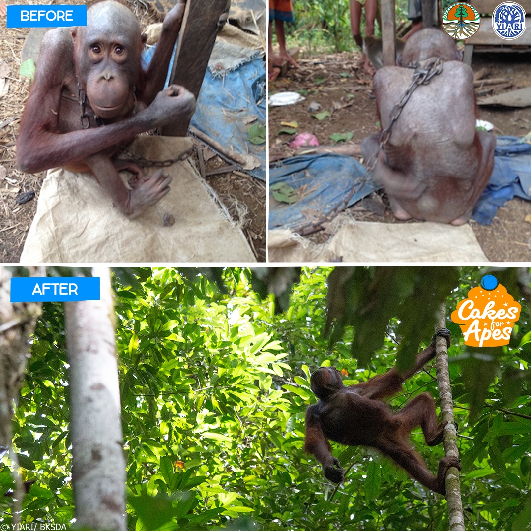 By participating in #CakesforApes, you are giving orangutans like Bujing another chance! He was rescued in 2014 and then released in 2019 by the BKSDA! Pay in your raised #CakesforApes funds or make a donation to YIARI's conservation work here: internationalanimalrescue.org/cakes-for-apes…