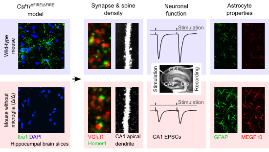 Lifelong absence of microglia alters hippocampal glutamatergic networks but not synapse and spine density | EMBO reports embopress.org/doi/full/10.10…