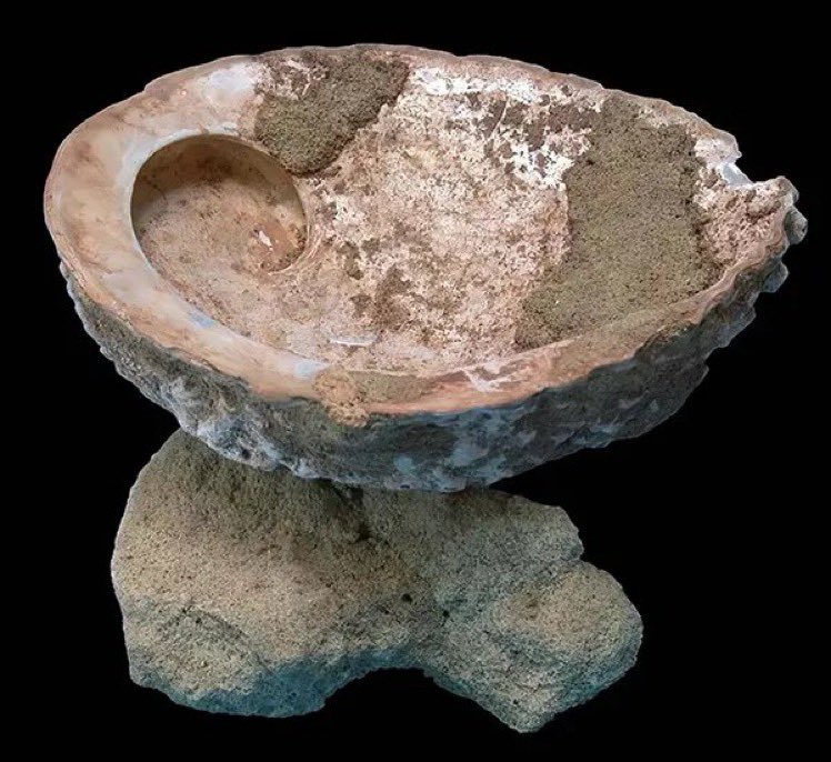 @fasc1nate Archaeologists in South Africa unearthed a collection of 100,000-year-old abalone shells, bones, and stones, which were utilized as toolkits for producing an ocher-based compound, possibly for paint or glue. This discovery represents the earliest evidence of humans creating…