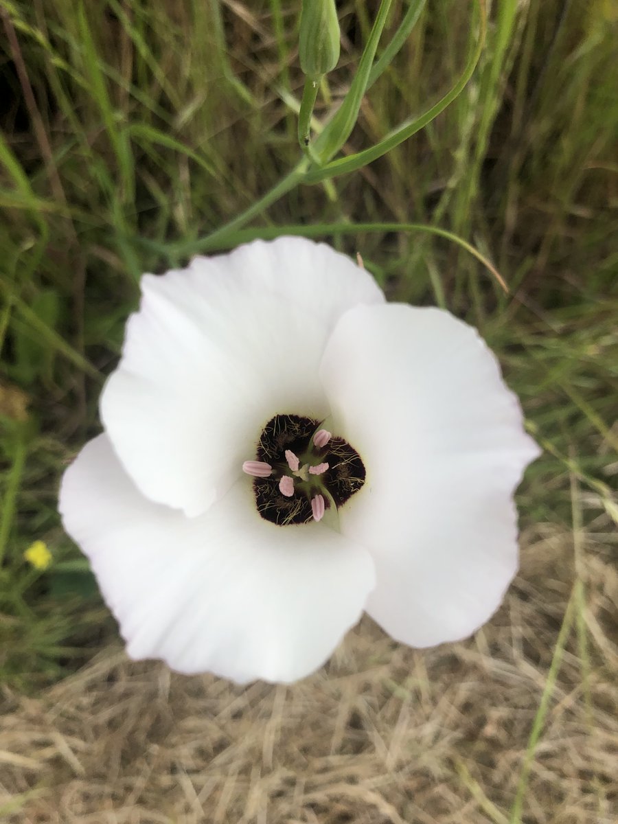 The Catalina Mariposa Lily. 🌸 This species of lily is native to Southern California & occurs in grasslands, & in open woodland & chaparral habitat such as the Puente Hills. We actively seek to preserve local flora so that you and future generations can enjoy their beauty!!