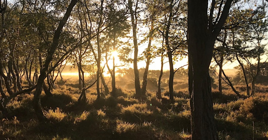 🦇 Who's up for a #bat #survey? 🦇 Join a #NewForest #NationalPark ranger on the evening of Friday 19 April. You'll take bat detectors out in the New Forest at sunset, and your findings will help bat conservation locally. Limited places. Book at: eventbrite.co.uk/e/sunset-surve…