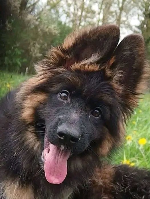 Am I cute or not??
#GermanShepherd