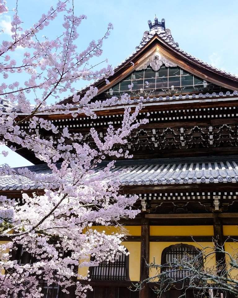 Cherry blossoms at Nanzen-ji Temple in Kyoto. Photo by The Hotel Seiryu Kyoto Kiyomizu