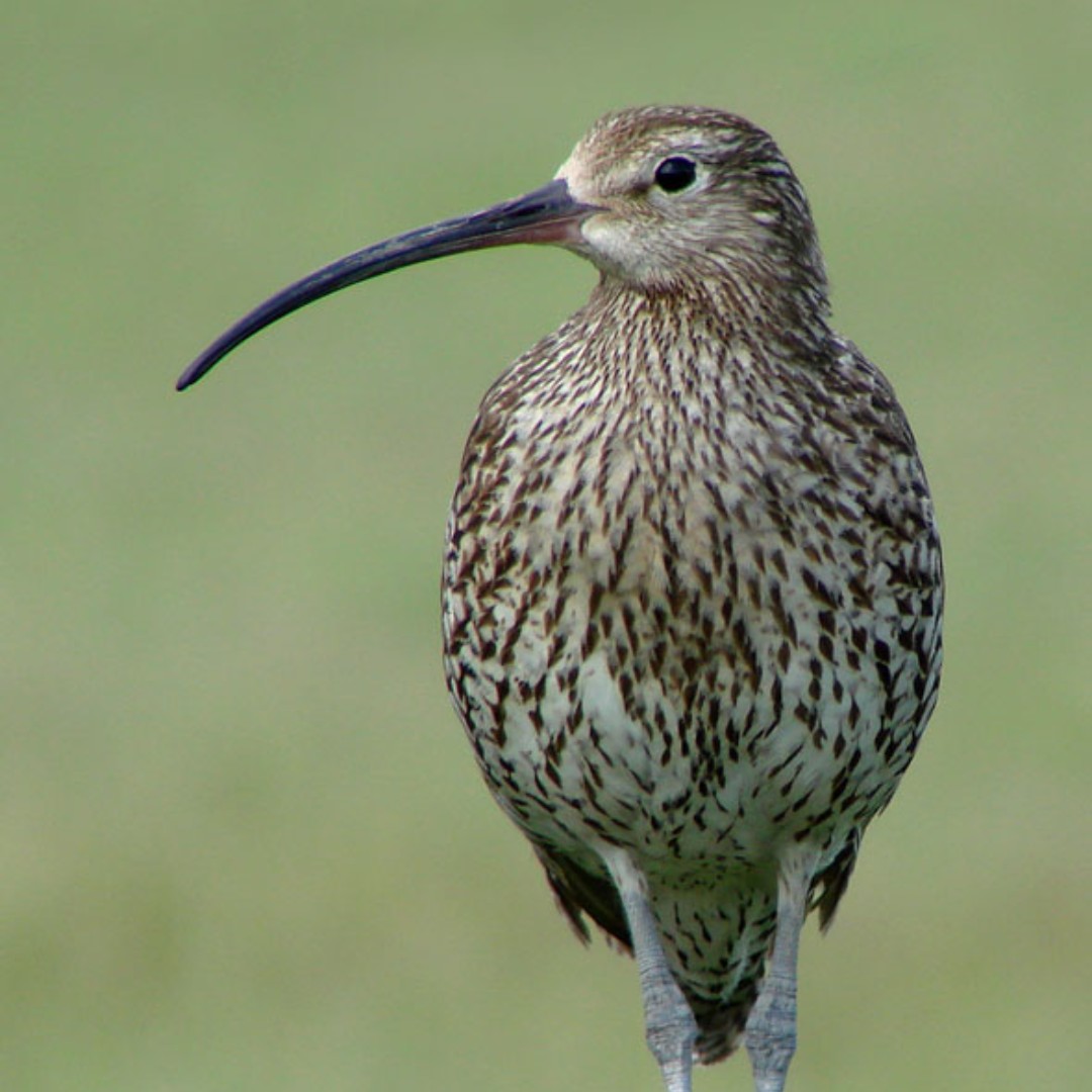 If you spot a curlew in South Cumbria there's now an app to log your sightings and help scientists get a better picture of the population of these stunning birds: canvis.app/Q7tlFg 📷: Margaret Breaks
