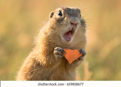 out of context wild animals (@christi97957087) on Twitter photo 