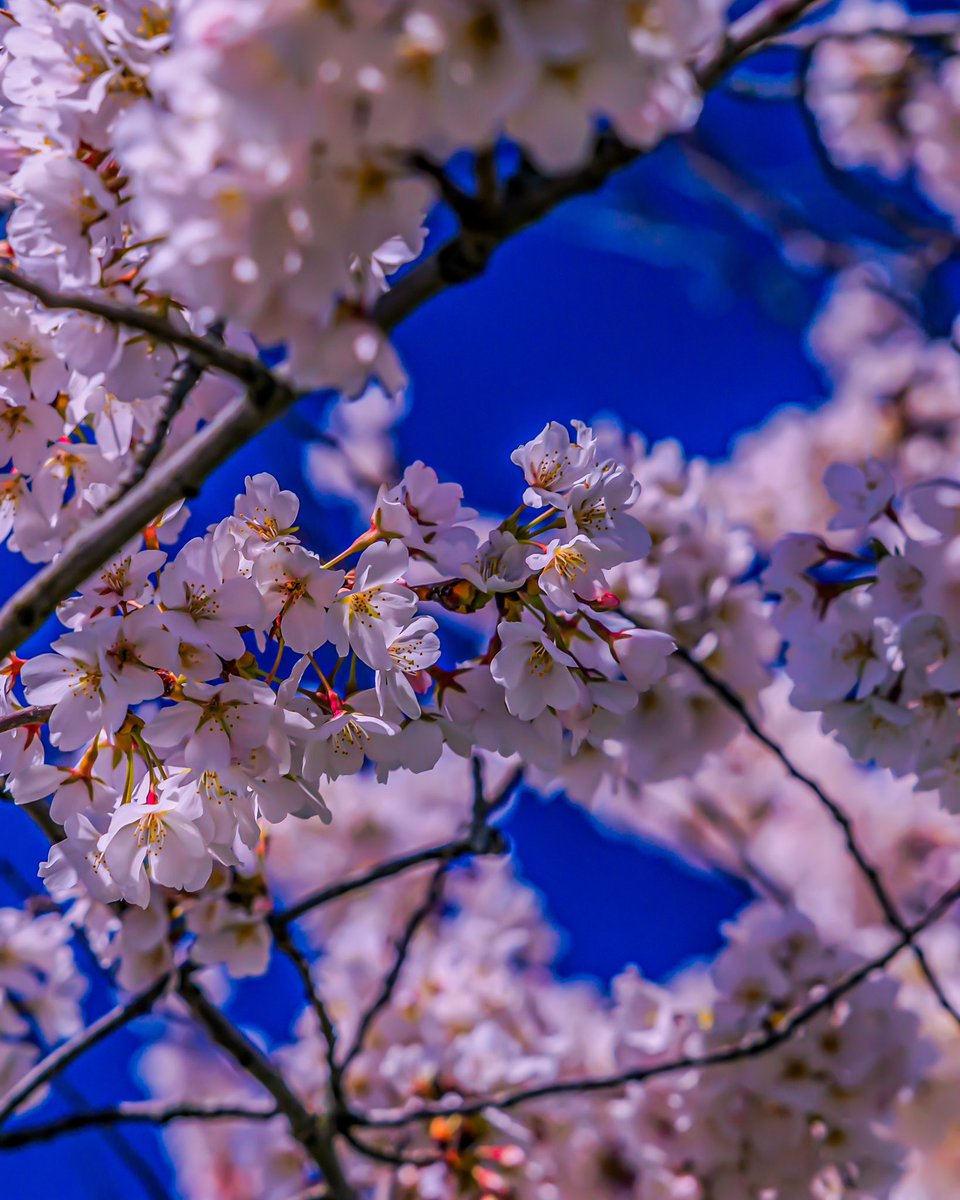 “Look at the cherry blossoms as they bloom and scatter. Such is the way of life.” – Matsuo Basho 

#photographer #photography #cherryblossom #paulgerardphotography #canoncamera #canon #photogrpahylife #clevelandmetroparks #ohio #cleveland