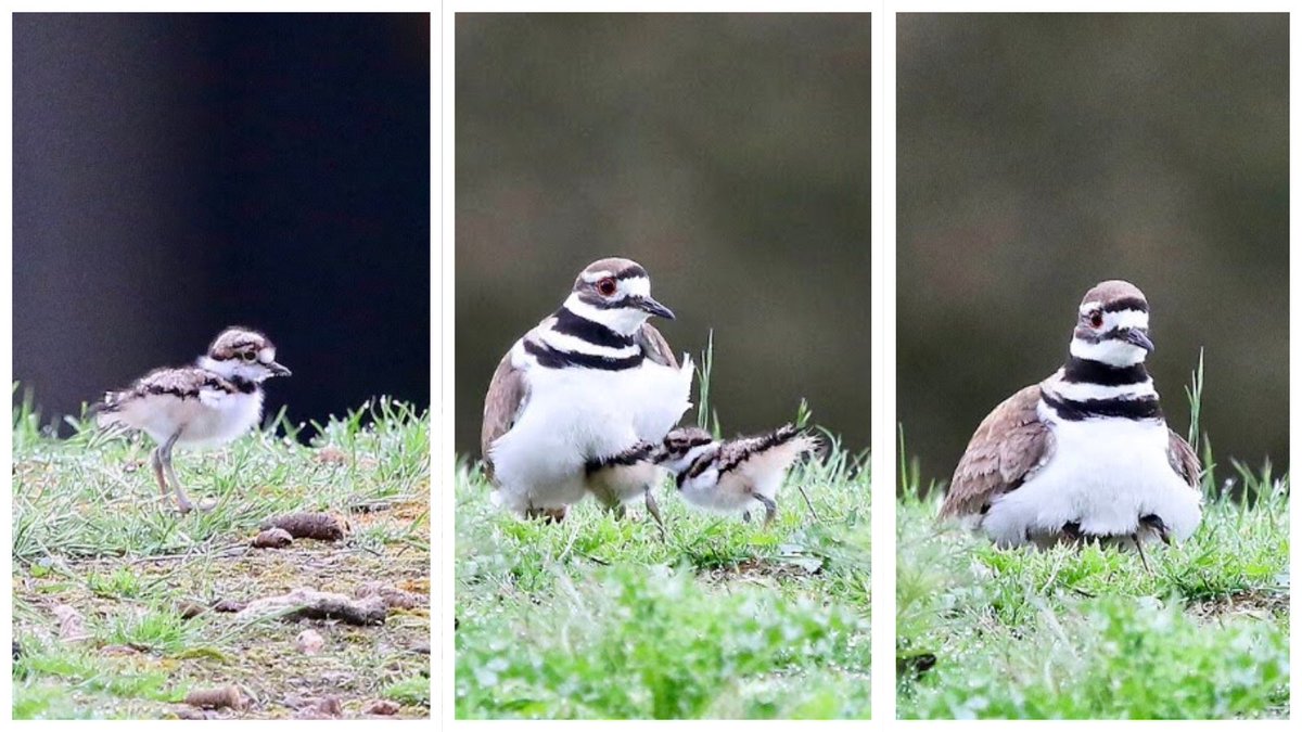 Well, the parking lot cake pops have hatched. They’re smaller and quieter than their drama plover parents, so keep an eye out before mowing the lawn or doing donuts in the gravel.