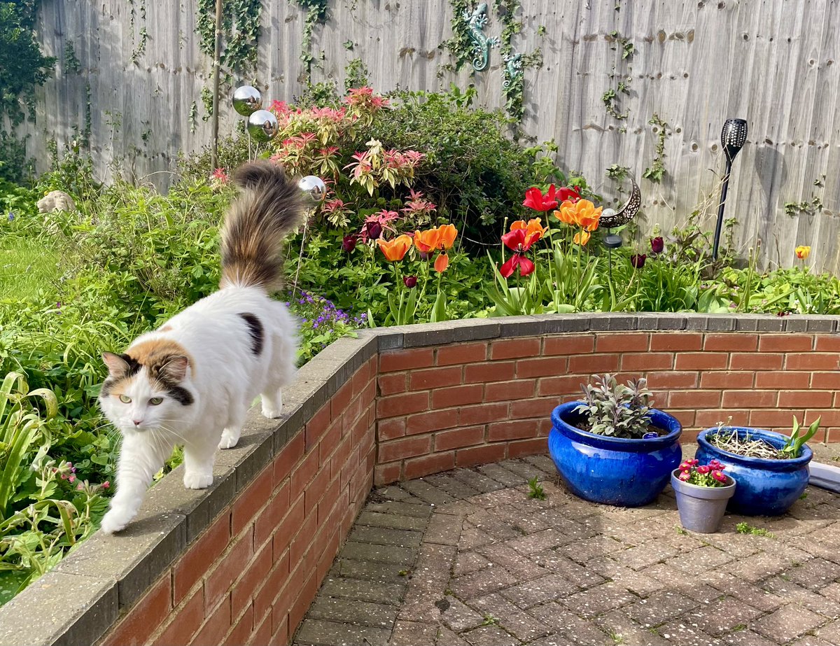 The hominids have returned from holiday. I was abandoned (albeit with a cat sitter, who was really nice). Sooo nice to be out in the garden again though #cats #AdoptDontShop #CatsOfTwitter