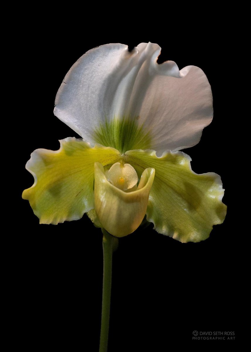 Paphiopedilum Sorcerer’s Love
Orchid Show #Massachusetts
By ~ David Ross