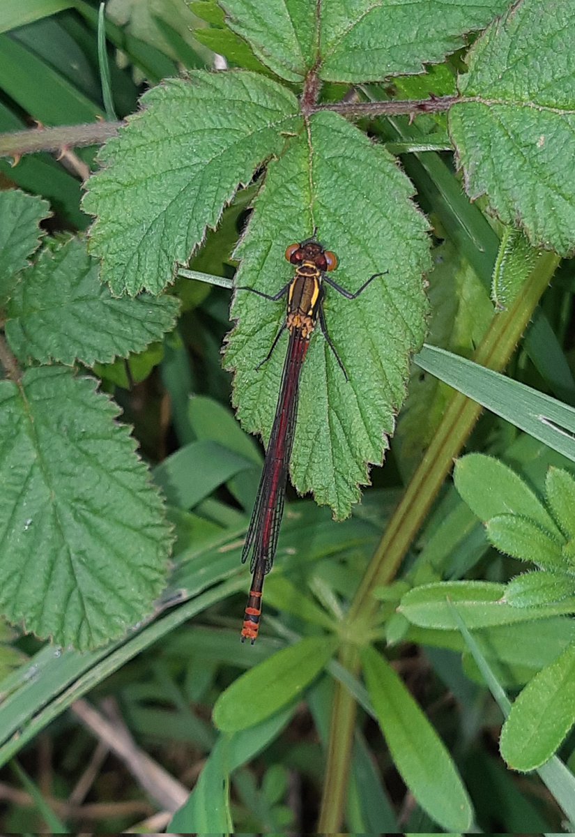 My first damselfly of the year (a Large Red) this afternoon just behind my garden in Marton, Lincs. Presumably from a neighbours pond. @LincsNaturalist @LincsWildlife @Britnatureguide @BDSdragonflies @Lincsnata
