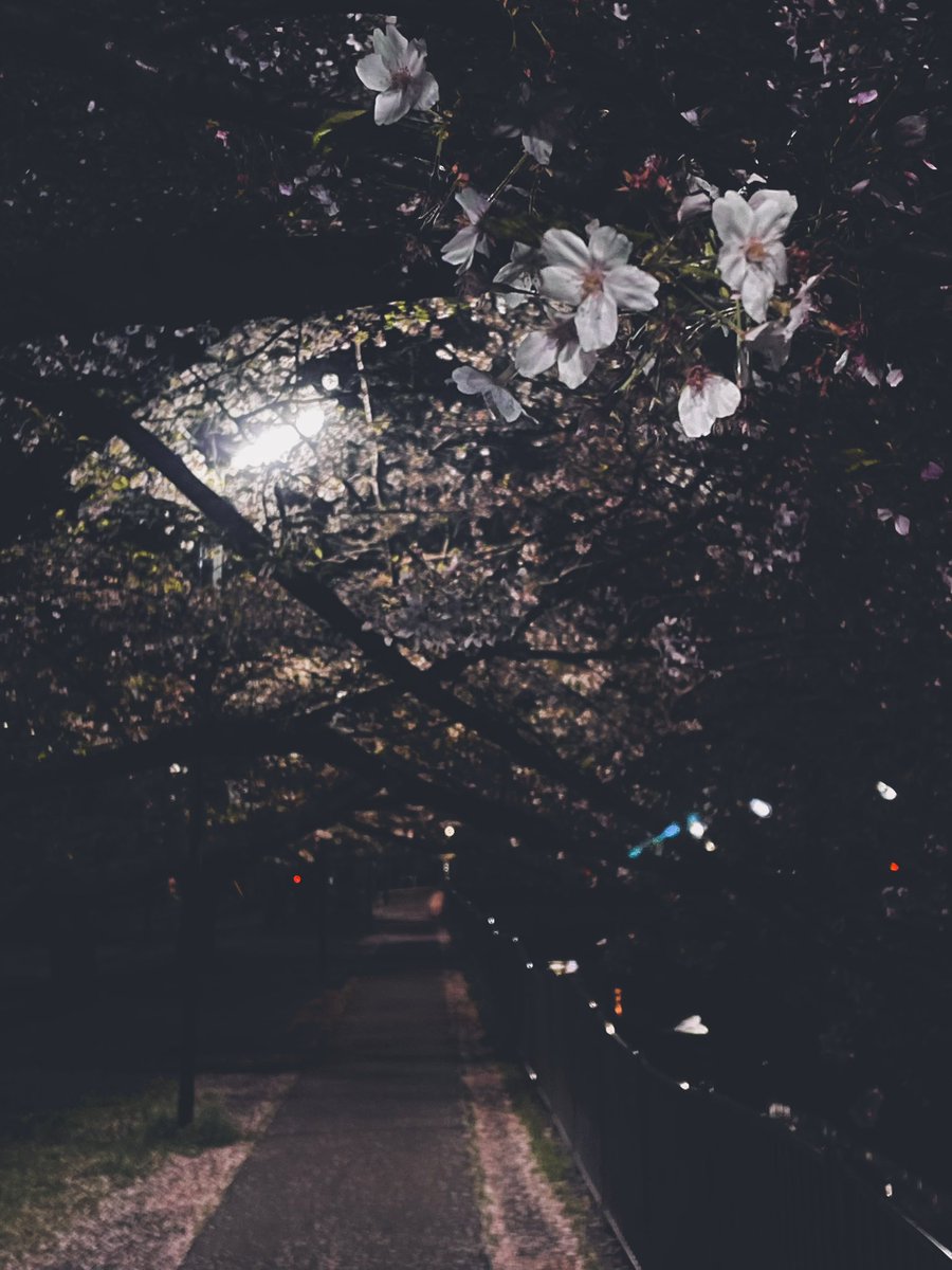 桜の季節過ぎたら 遠くの町に行くのかい