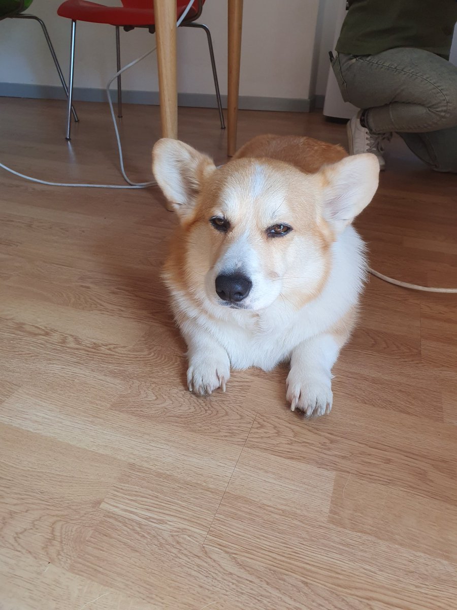 Sleeping on the job
.
.
.
.
#cheddarthecorgi #cheddar #cheddarthedog #welshcorgipembroke