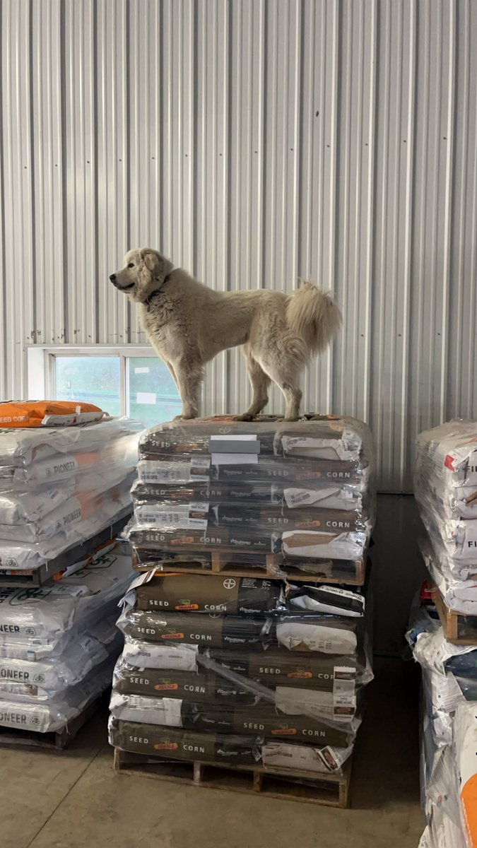 Wy🅰️tt🫡 tweet media