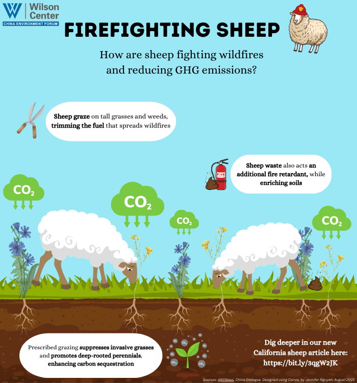 To learn more about how livestock grazing can be used to mitigate wildfires, check out our previous blog on @NewSecurityBeat on Defueling California’s Wildfires with Sheep 🧑‍🚒🧯🐑newsecuritybeat.org/2023/08/defuel…