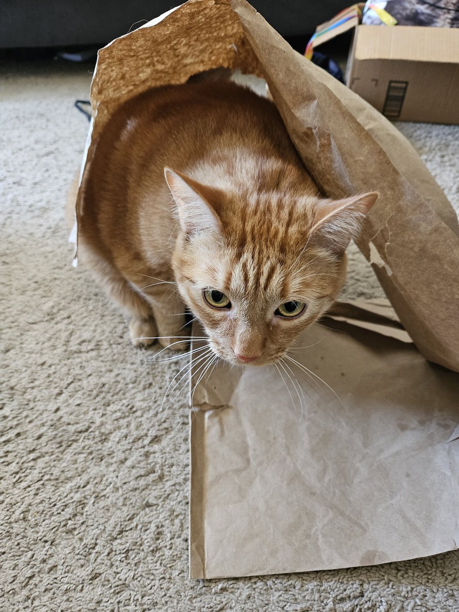 No one can see me or find me or chase me now. What fools! This is the LAW OF BROWN PAPER BAGS! - Blaze the Ninja 🦁