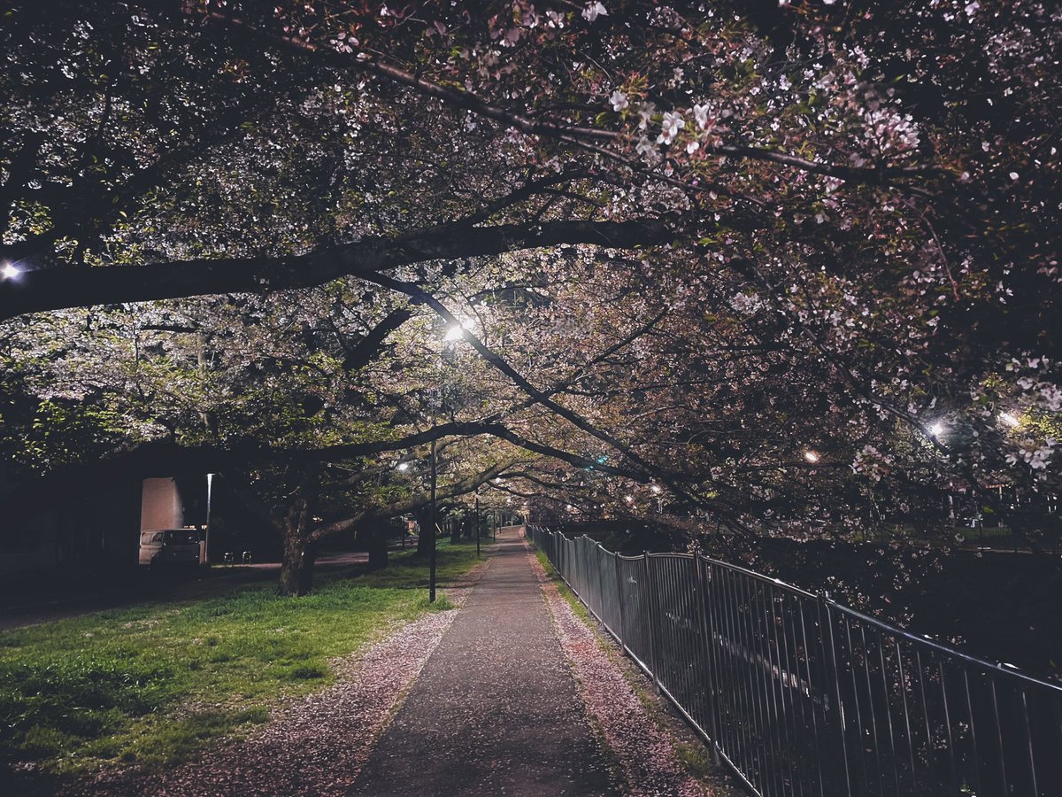 改めて今年はこちらの桜を見られなかったなと散って薄紅色した桜並木の下を歩く。