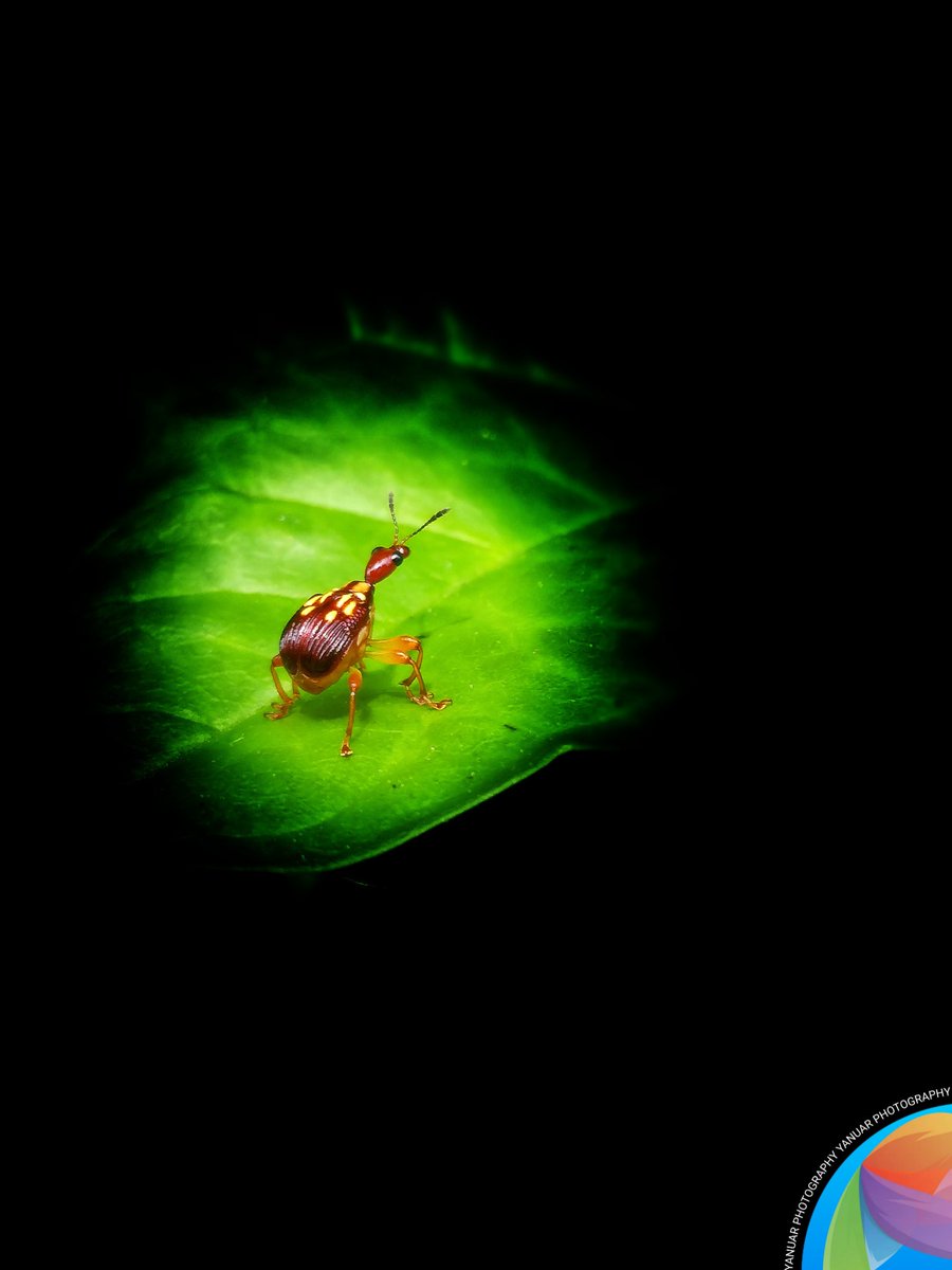 Giraffe beetle on jasmine leaves.

#photography #photo  #photograph #photooftheday #photographylovers #nature  #natural #naturelover #NaturePhotography #macro #macrophotography #photographyart #NaturePhotograhpy