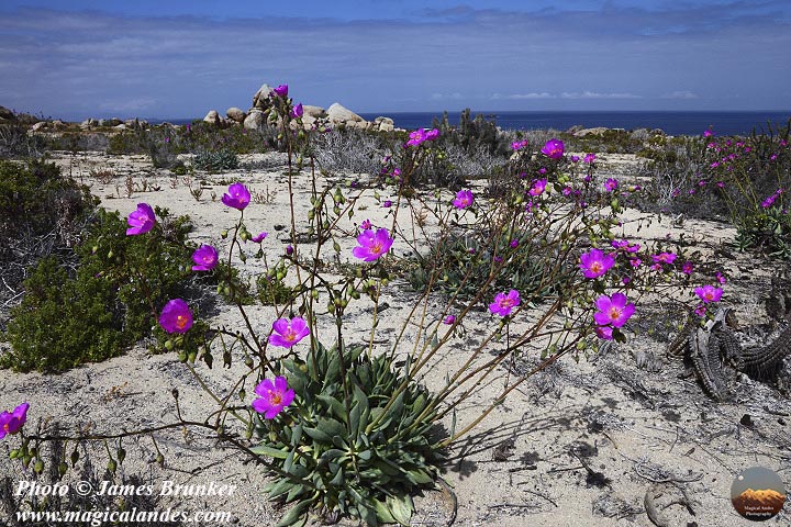 #Flowers in the sand dunes of Llanos de Challe Nat Park in #Chile for #FlowersOnFriday, available as #prints and on gifts here: james-brunker.pixels.com/featured/renil…
#AYearForArt #BuyIntoArt #FlowerFriday #Atacama #nature #naturelovers #pinkflowers #plants #floralart #wallart @SernaturAtacama