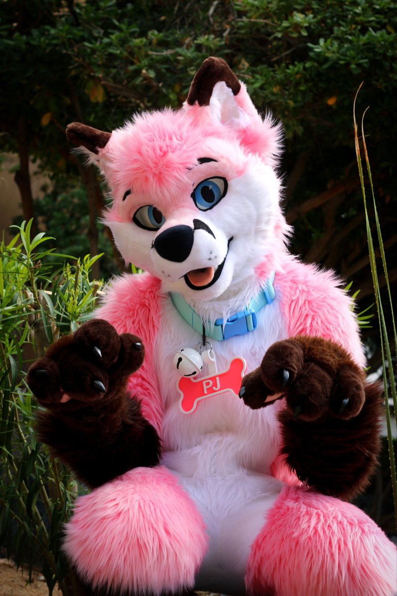 Being cute and begging for fox treats. 🦊🩷 #FursuitFriday #pinkfox #furries #fursuit #fursuiting 📸 @HashHyena 🪡 @mixedcandy