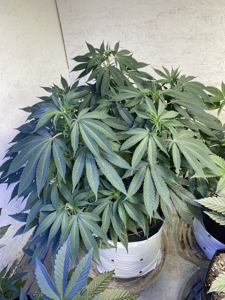 My Breeder clone from #popgeneticsfarms Tropicana Cherries #8 and my #landraceHawaiian , not sure which one, i was given this plant over 20 years ago by a fellow Phish head, i still
Run into him at shows, he always asks if i  have her and says i’m the only one who kept her…